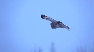 How great gray owls find prey under deep blankets of snow