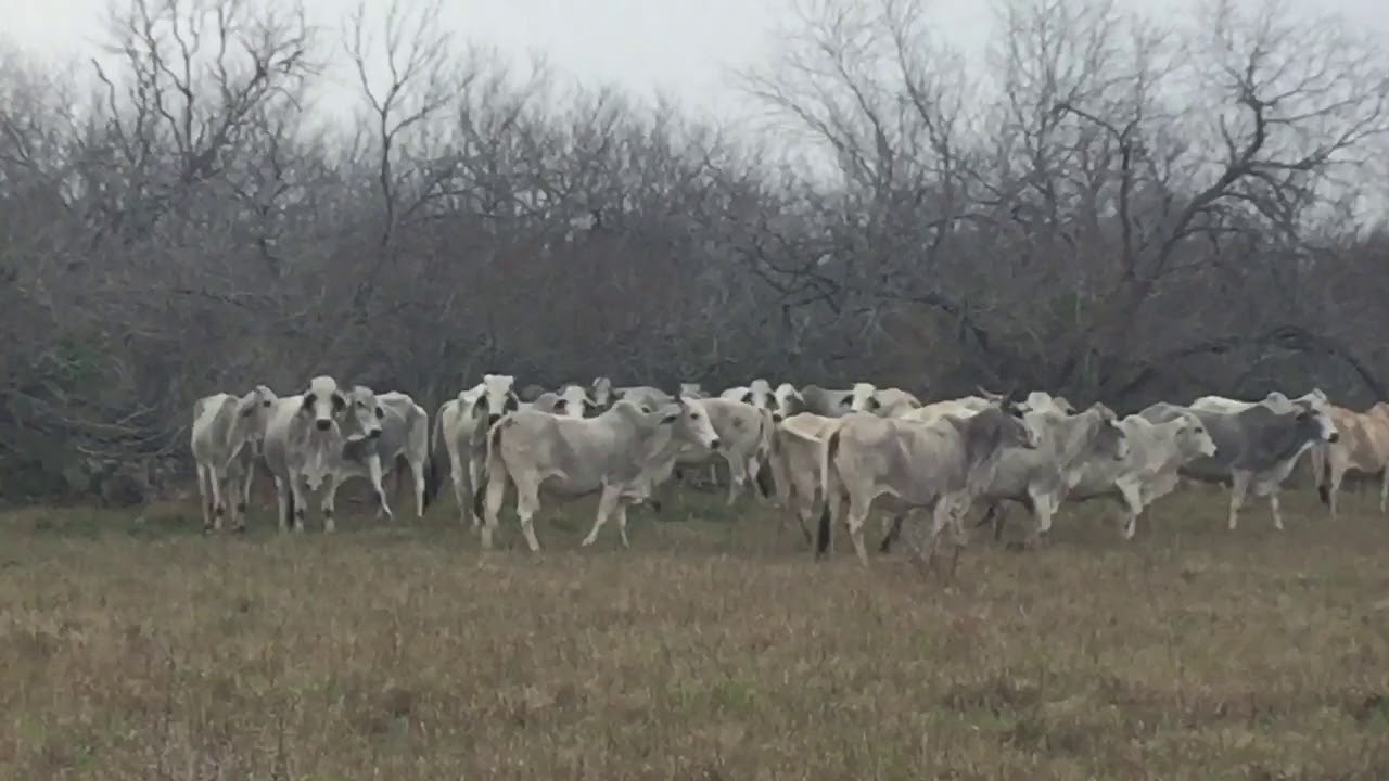 50 Ranching Brahman Cows in South Texas!