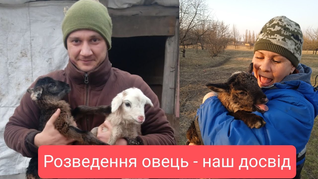 БІЗНЕС НА ВІВЦЯХ: Як почати ВІВЧАРСТВО в Україні з Нуля. Прибуток та Окупність з Мінімальних Витрат!