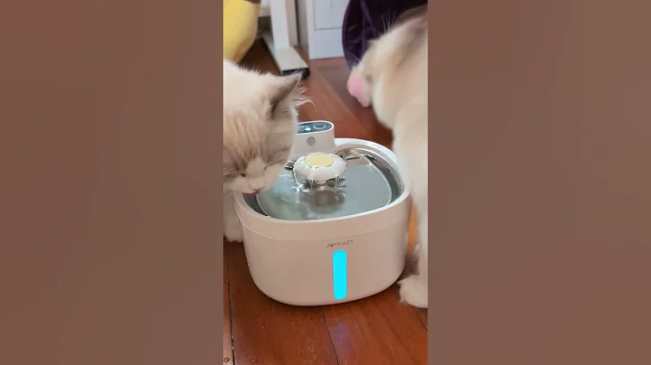 Video 11805851: cat pets kitten love, water cat kitten, kitten playing