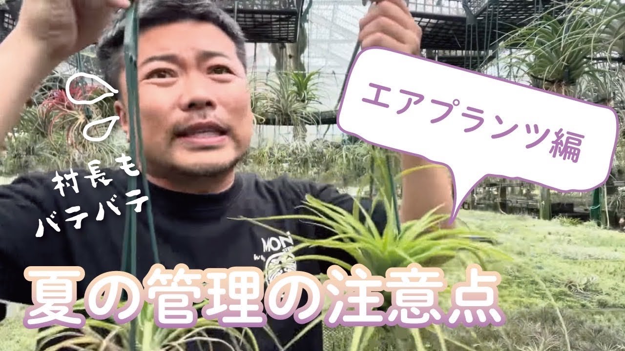 夏の管理の注意点　エアプランツ編