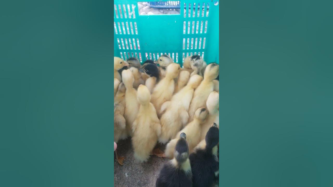Baby ducks for sale duckling babyduck shorts YouTube