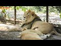 Аслан, Медея и Котигорошки. Тайган. Lions Aslan, Medea and cheetahs. Taigan.