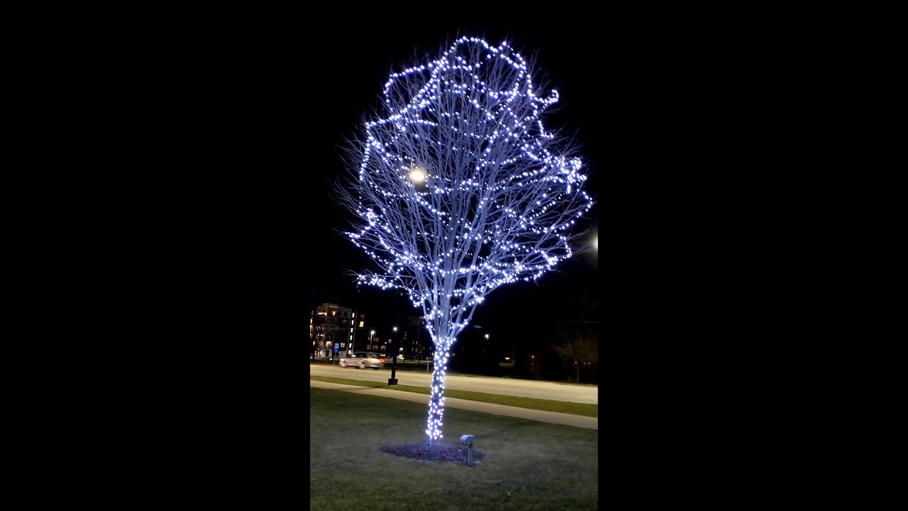 Christmas Tree Lighting Christmas Decorations Christmas Lighting