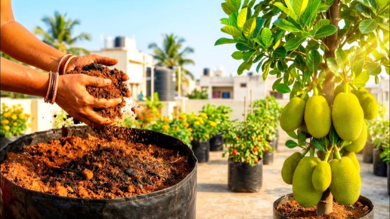 மாடித்தோட்டத்தில் பழச்செடிகள் நடவு | | Fruit Plants In Our Terrace Garden | | Trending | | Gardening