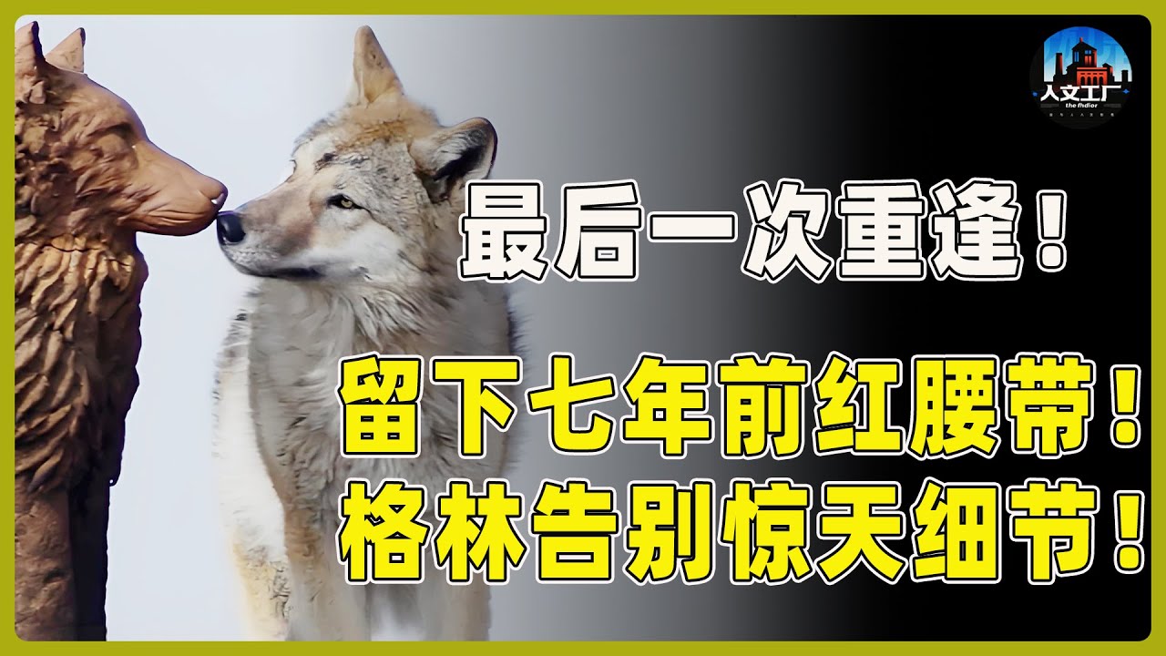 和格林的最后一次重逢！它留下了保存七年的红腰带！讲述格林与李微漪告别的惊天细节！#重返狼群 #李微漪 #马未都#许子东#尹烨#圆桌派 #圆桌派第八季 #格林