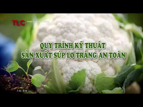 Video: Hướng Dẫn Trồng Súp lơ - Cách Trồng Súp lơ Từ Hạt