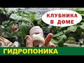 ВЫРАЩИВАНИЕ КЛУБНИКИ ЗИМОЙ В ДОМЕ. Часть 3