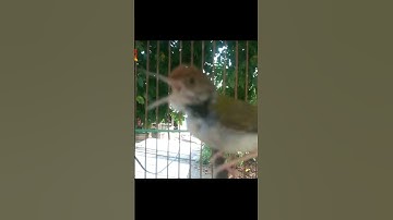 prenjak lumut ngebren