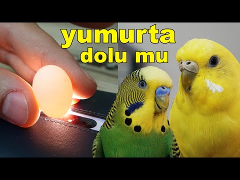 Muhabbet Kuşu Yumurtası Dolu mu Boş mu Kontrolü Yapma