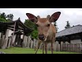 奈良公園　6月は鹿さんたちのほっこりシーズン