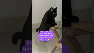 #GatinhoFofo #Docinho #AmorDeGato #GatoDoDia #vidadegato #shortes