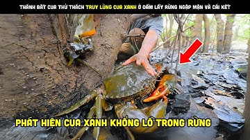 Thánh Bắt Cua Thử Thách Truy Lùng Cua Xanh Ở Đầm Lầy Rừng Ngập Mặn Và Cái Kết | Review bắt hải sản