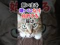 一つでもあるとダメ！猫の飼い方事前対策 知っといて！飼い主を嫌いになり始めてる猫の行動と対策 #人類ねこ同盟 #猫のきもち #ねこのきもち #猫のいる暮らし #猫を飼う