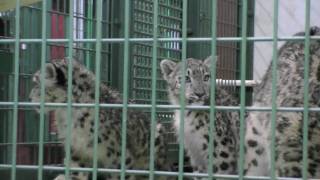 ユキヒョウのワイルドタイムと鼻鳴らし ~Snow Leopard~