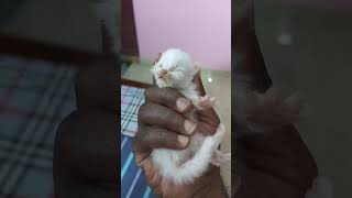 பூனை குட்டி இறந்து விட்டது 😢😓😟 #cat #cats #பூனை #persiancat #catvideos #catlover #kitten #rip #love by Cat Paws 1,324 views 6 months ago 1 minute, 2 seconds