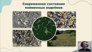 Башинский И.В., Осипов В.В., Кадетов Н.Г. Трансформации экосистем пойменных водоёмов