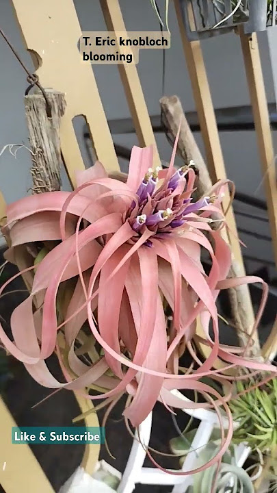 Airplant (T. Eric-knobloch) Full blooming..after 3 years#Airplant # trending#trending shorts