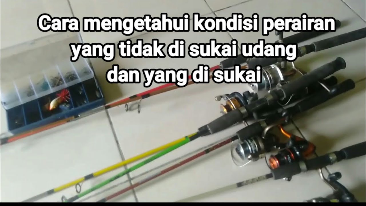 Mancing Udang Galah!!! Bongkar Rahasia Peralatan Dan Tips Memancing