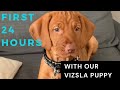 First 24 hours with our vizsla puppy