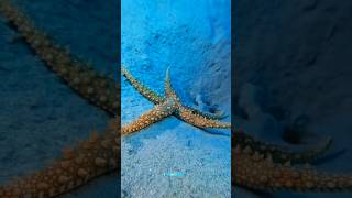 Starfish Ka Secret 😨 | Samundar Ka Sabse Ajeeb Creature | Darkfacts-4s