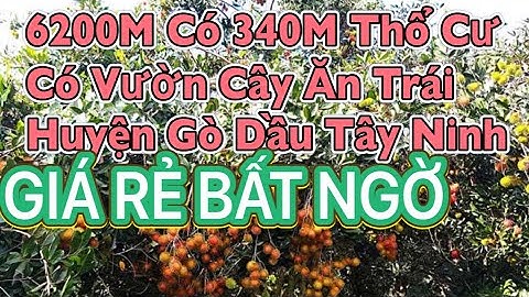 Đất 6200m có 340m thổ cư 2,8 Tỷ Gò Dầu Tây Ninh