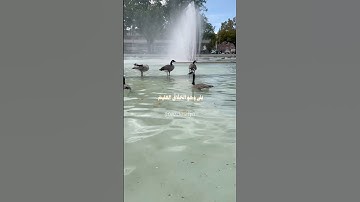 إنما أمره إذا أراد شيئا أن يقول له كن فيكون #قرآن #اكسبلور #تلاوة_خاشعة #ترند #يوم_الجمعة