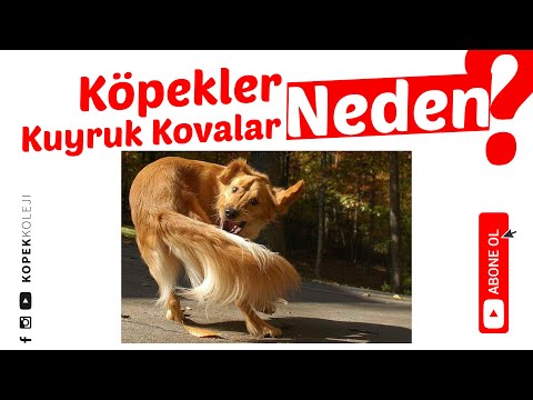 Video: Chihuahuas Ne Kadar Yemeli?