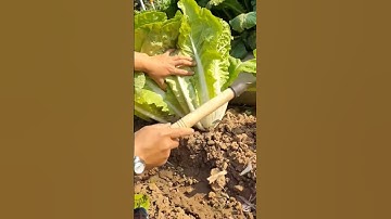Cách thu hoạch rau cải khá là tốt không có thấy 1 miếng sâu