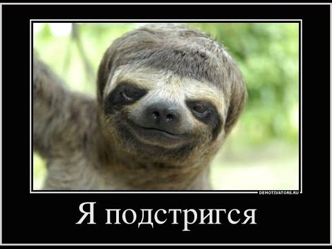 енот картинки узбагойся онлайн енот картинки узбагойся