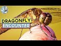 Dragonfly Encounter | Macro Adventures S1 E5