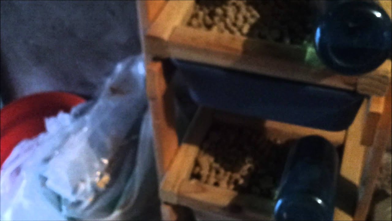 Mouse breeding 101: Reptile Nexus style