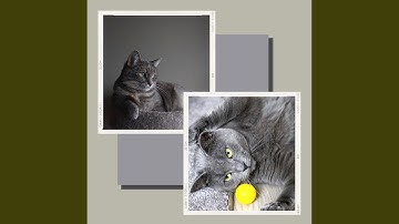 Pulsating Backdrops for Soothing Cats