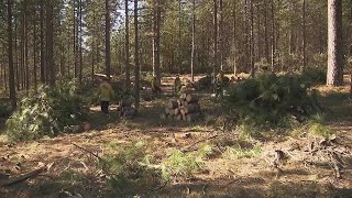 Homeowners, government agencies work to prevent wildfire spread through forest thinning