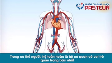 Hệ tuần hoàn trong cơ thể người