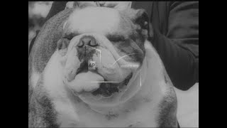 Download Lagu DOG SHOW MP3