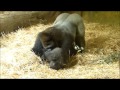 上野動物園ハオコ＆モモカのお遊び【1】（Gorilla family of Ueno Zoo）