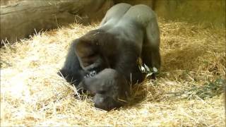 上野動物園ハオコモモカのお遊び【1】Gorilla family of Ueno Zoo