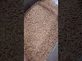 Cleaning AB Sunbeam spring triticale this week.