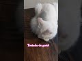#shortsvideo #viralvideo #gatos #gato