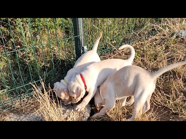 White cane corso puppies playing
