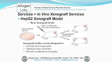 Altogen Labs HepG2 Xenograft Service Liver Cancer