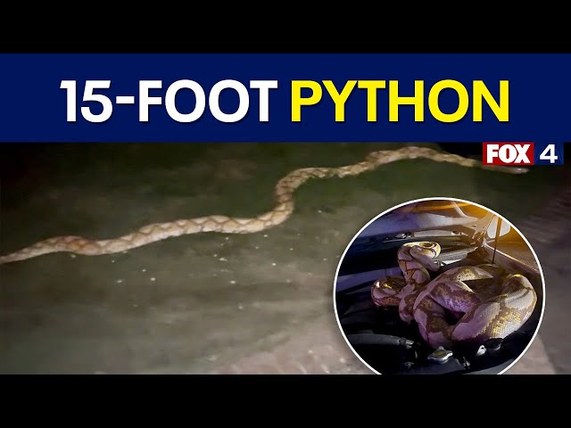 【IFSIXWASNINE】POISONOUS SNAKE Python LSC IFSIXWASNINE】POISONOUS SNAKE Python LSC IFSIXWASNINE
