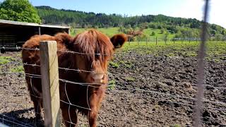 Highland Cow