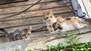 Poor Hungry Cats living on the streets. I gave them food.