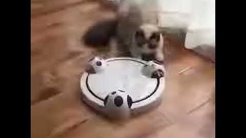 Cat Toy Automatic Rotating Teaser Play Plate Mice Catch Electric Mouse Hunt