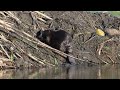 North American Beaver tries moving a big stick on its lodge but gives up and hauls up a plastic pipe