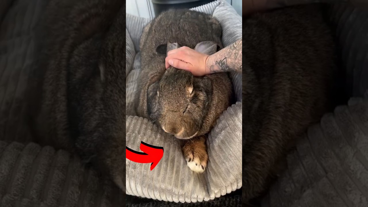 Giant Bunny 🐰🐇 #cute #animals #shorts
