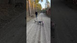 Magic forest and Weimaraner family @wedrussa.sweden #puppy #doglover #weimaraner #forest#doglover