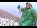 "Живое серебро" (рыба) реки Таз. Хорошие уловы рыбаков на Ямале